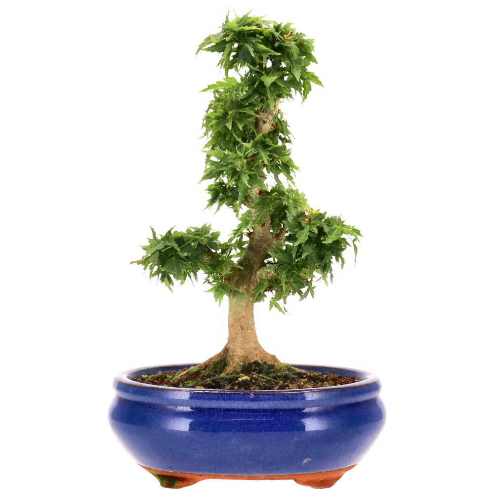 bonsai.fallbackImageTitle
