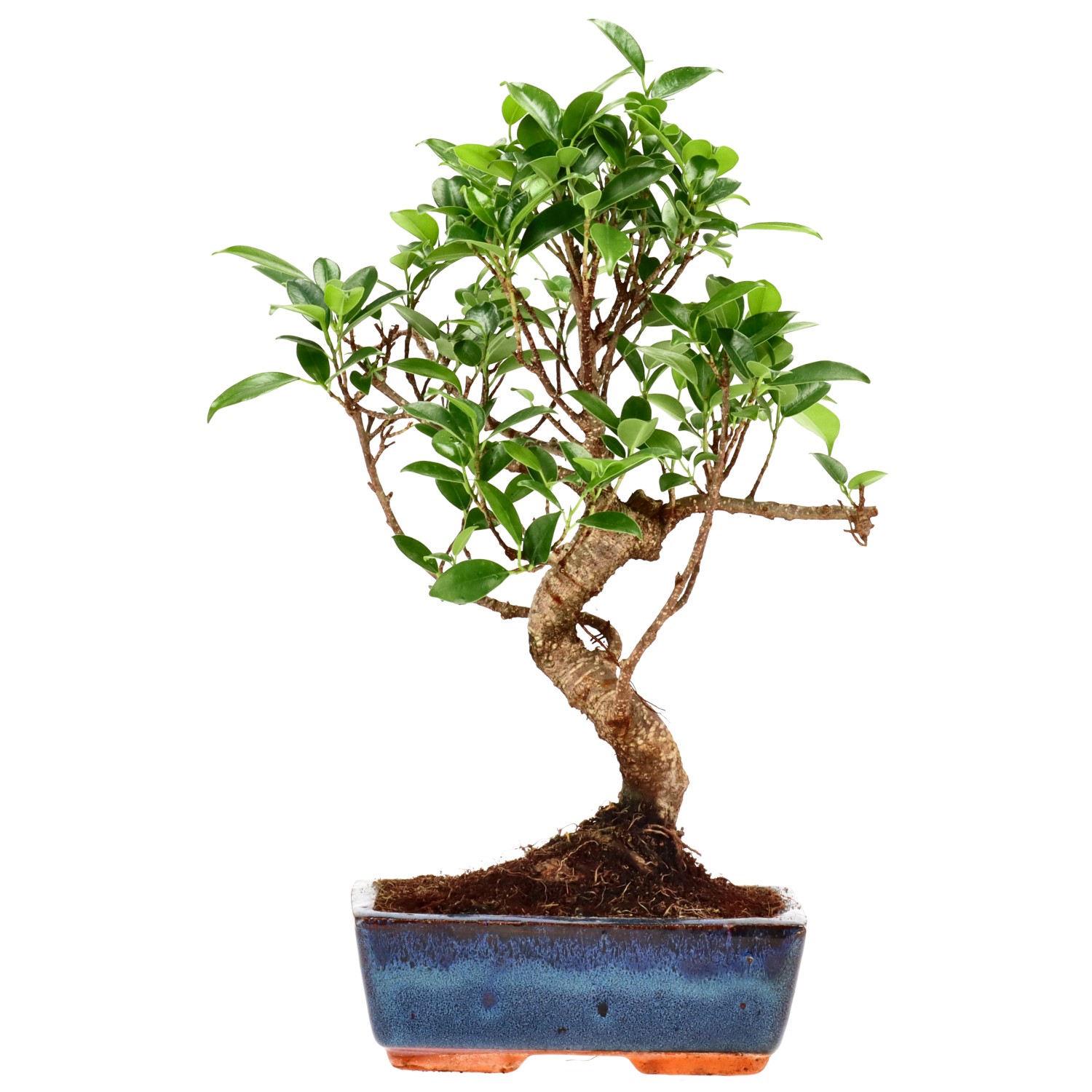 Indian Laurel, approx. 9 y. (34 cm)