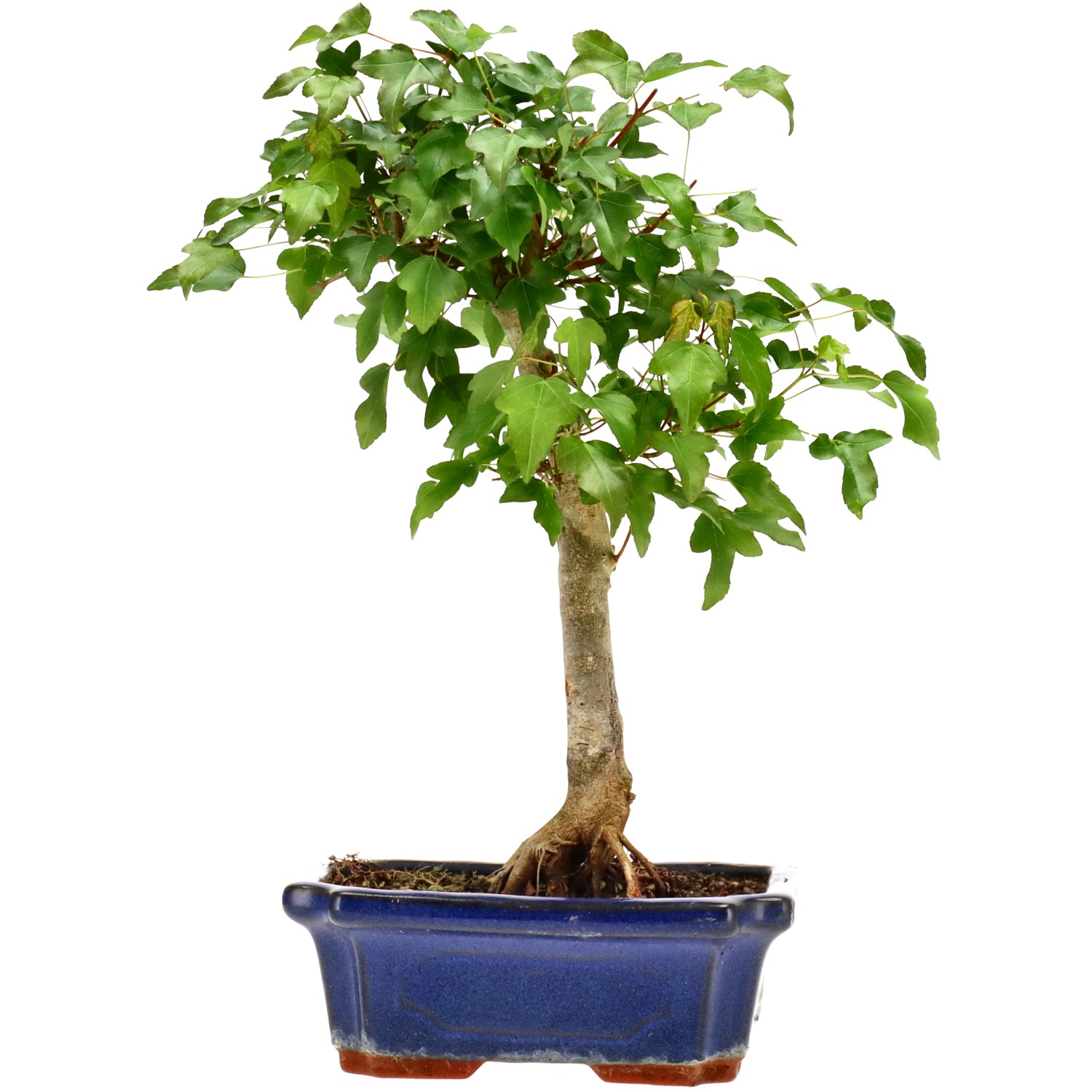 Acero tridente, ca. 9 anni (30 cm)