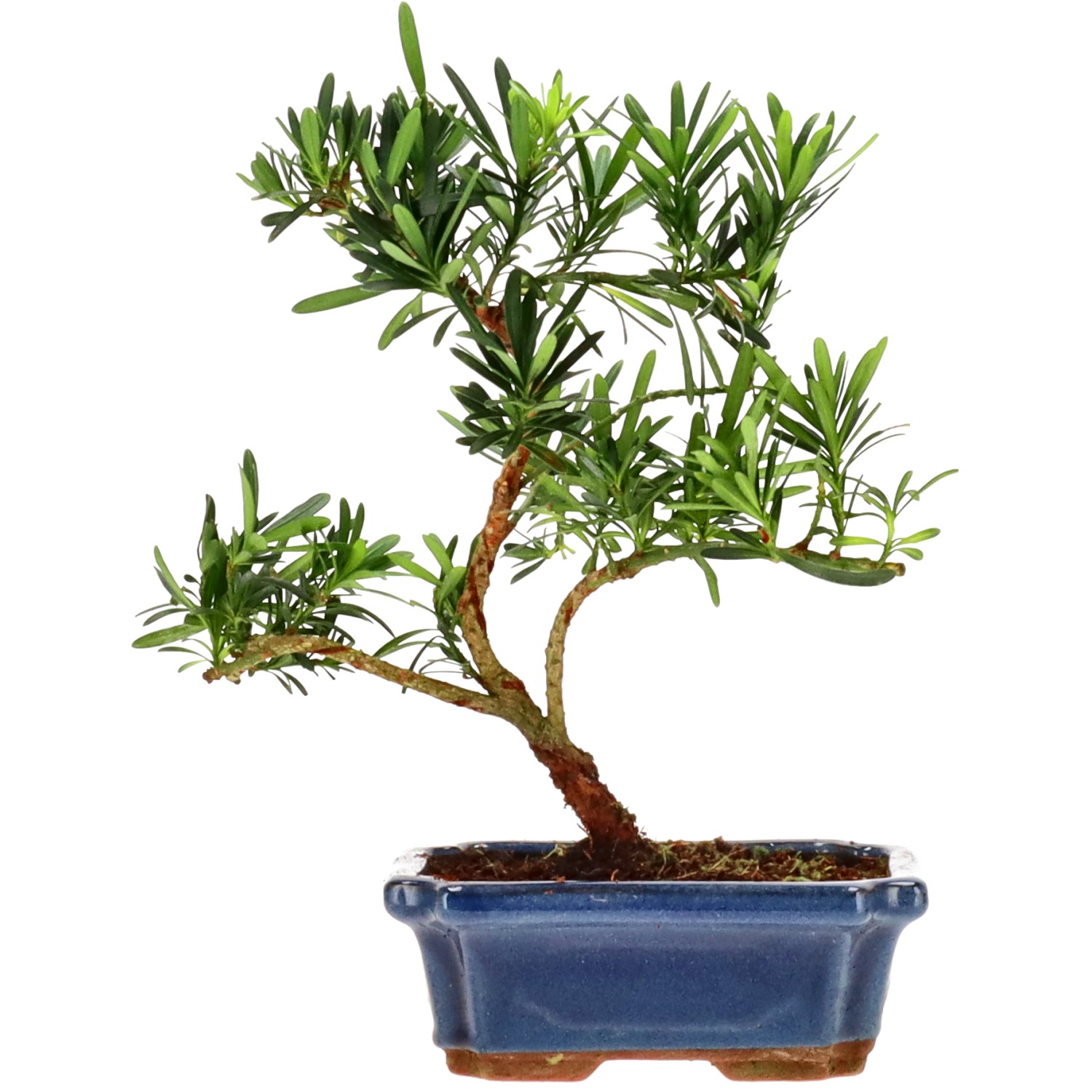 Buddhist pine, approx. 9 y. (27 cm)