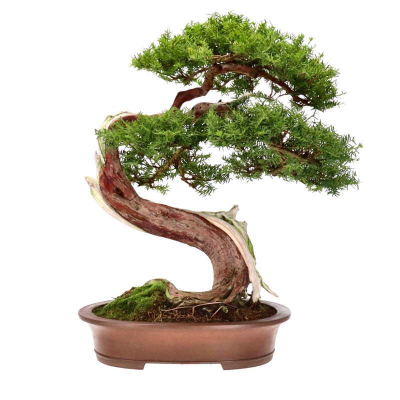 bonsai.fallbackImageTitle bonsai.fallbackImageTitle