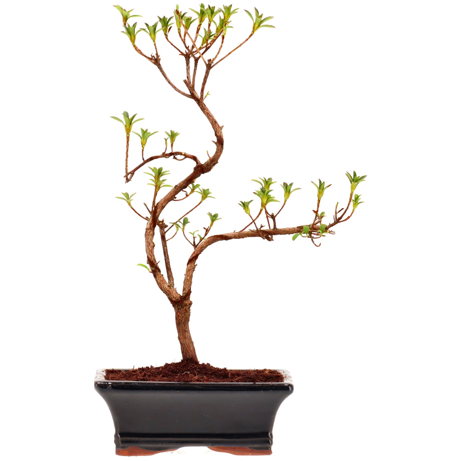 Jap. Azalee (Osakazuki), ca. 8 J. (29 cm)