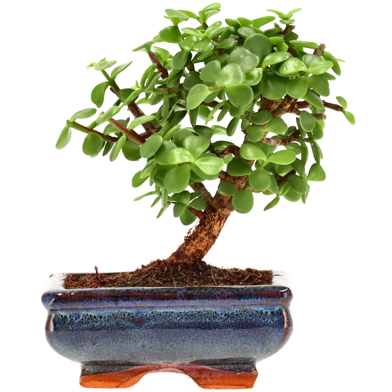 Árbol de la abundancia, aprox. 7 años (15 cm)