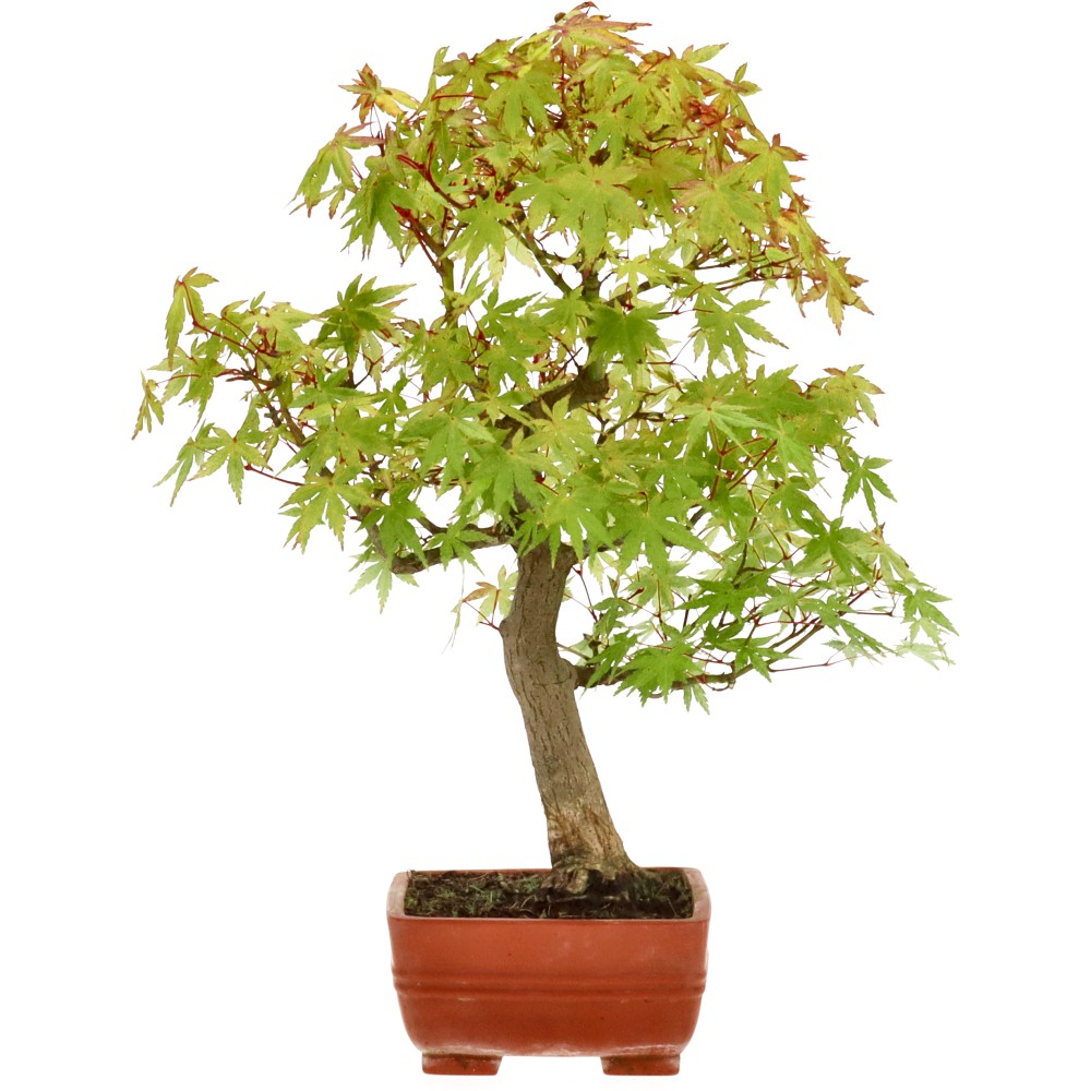 bonsai.fallbackImageTitle bonsai.fallbackImageTitle