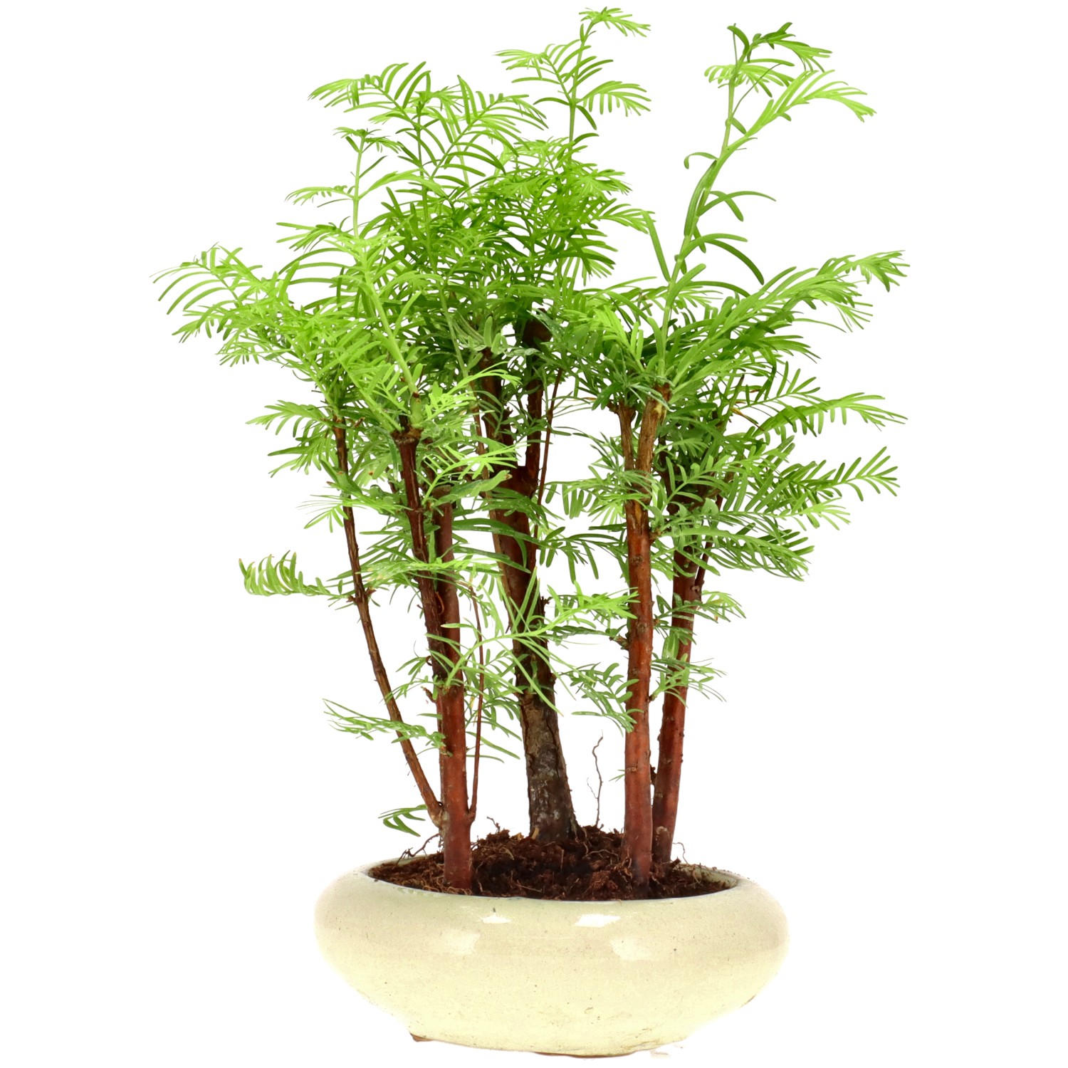Metasequoia glyptostroboides, env. 6 ans (25 cm)