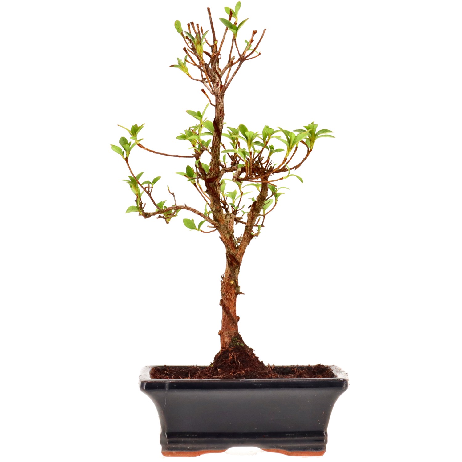 Jap. Azalee (Osakazuki), ca. 8 J. (28 cm)