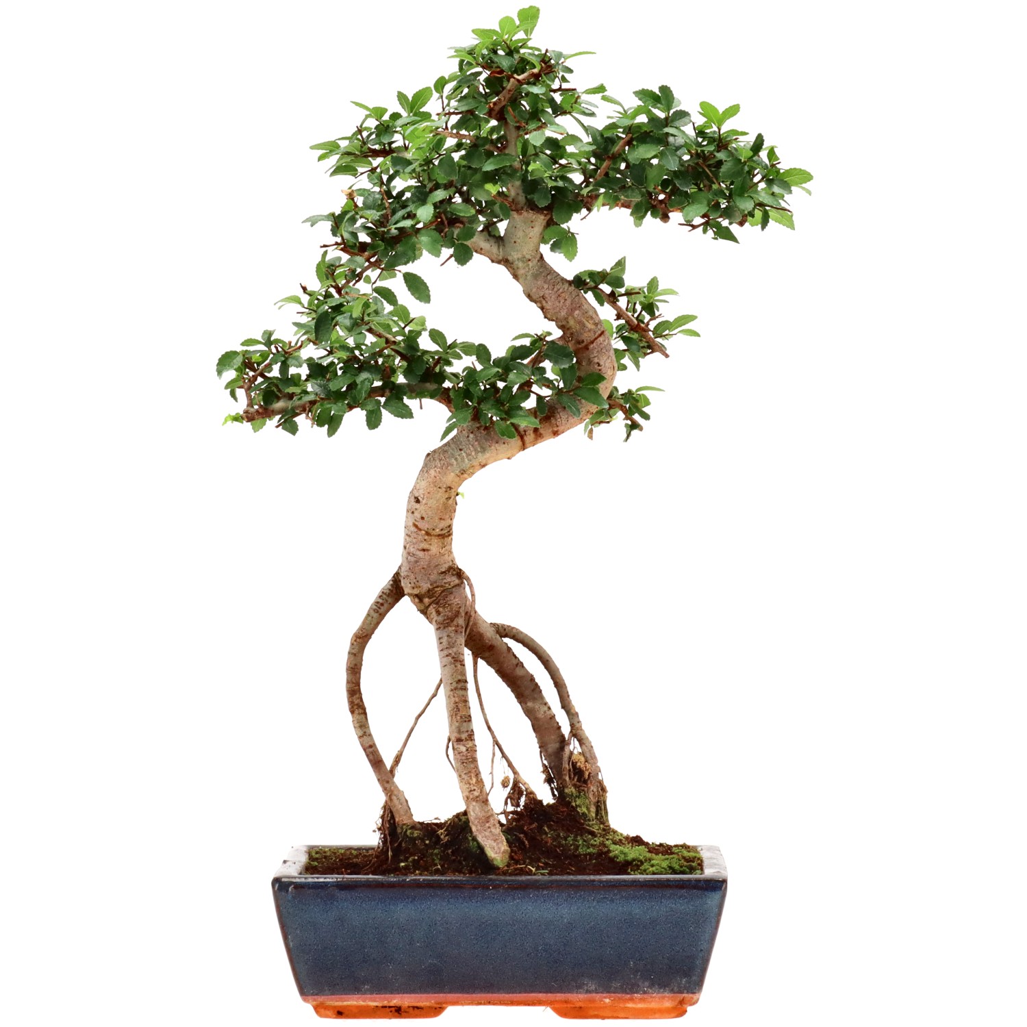 Olmo chino, aprox. 12 años (43 cm)
