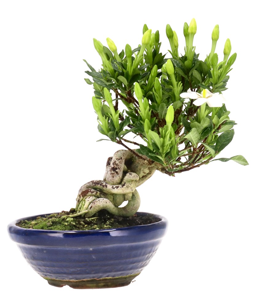 bonsai.fallbackImageTitle bonsai.fallbackImageTitle