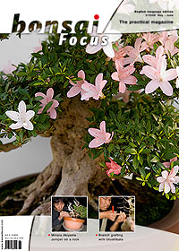 Bonsai-Focus 2008 (31), Mai/Juni Bonsai-Focus 2008 (31), Mai/Juni