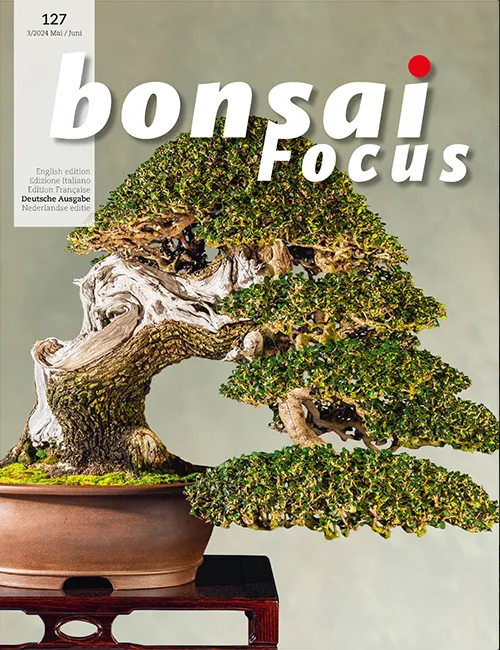 Bonsai-Focus 2024 (127), Mai/Juni Bonsai-Focus 2024 (127), Mai/Juni