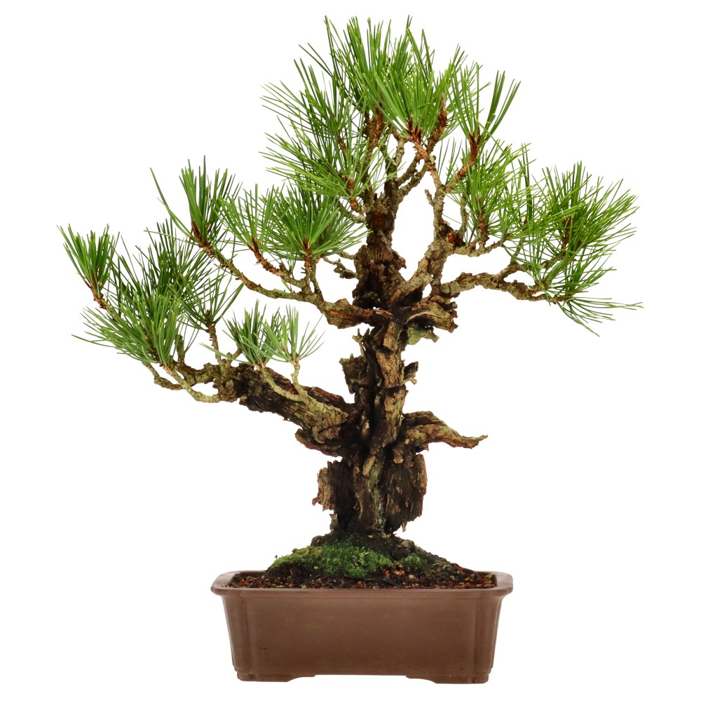 bonsai.fallbackImageTitle