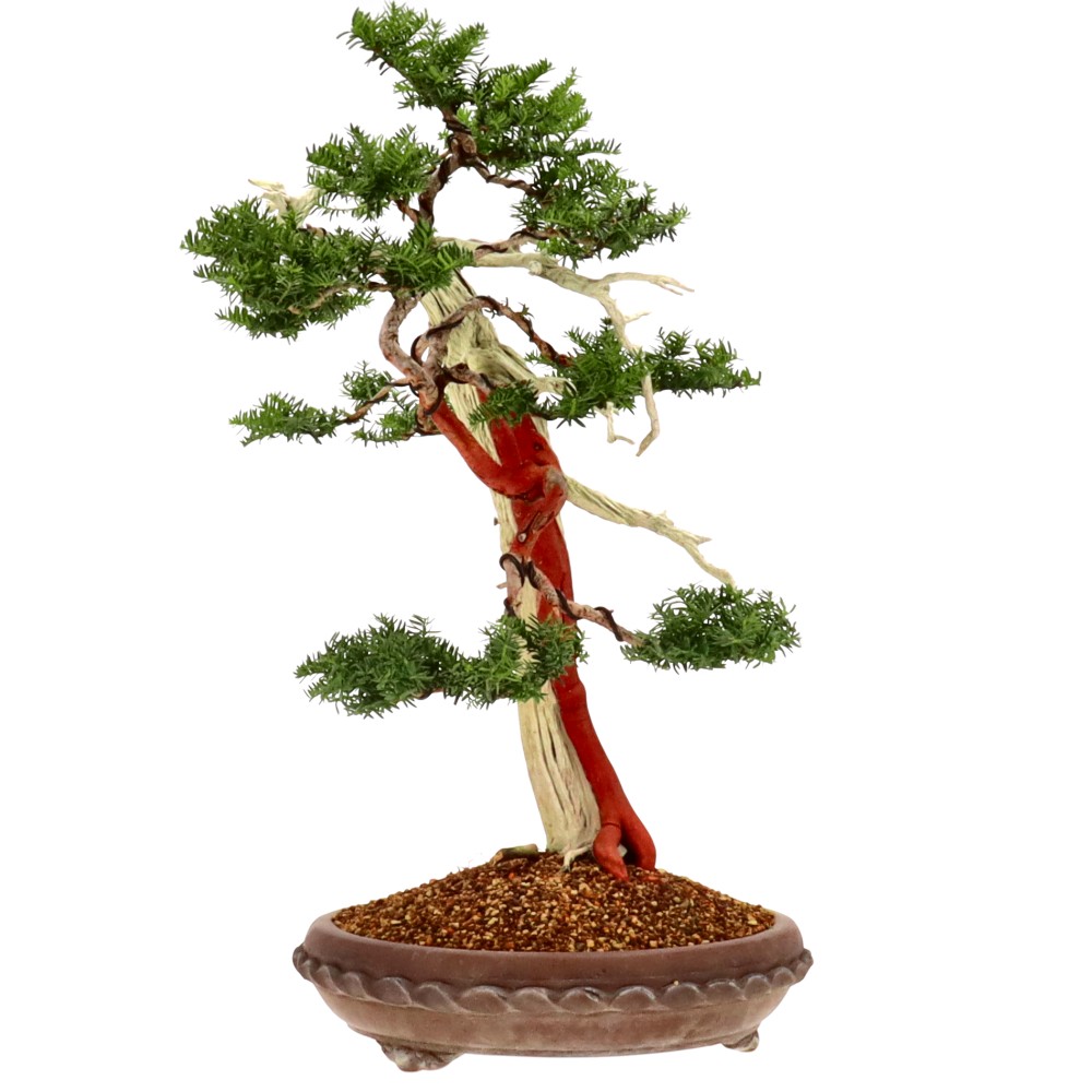 bonsai.fallbackImageTitle