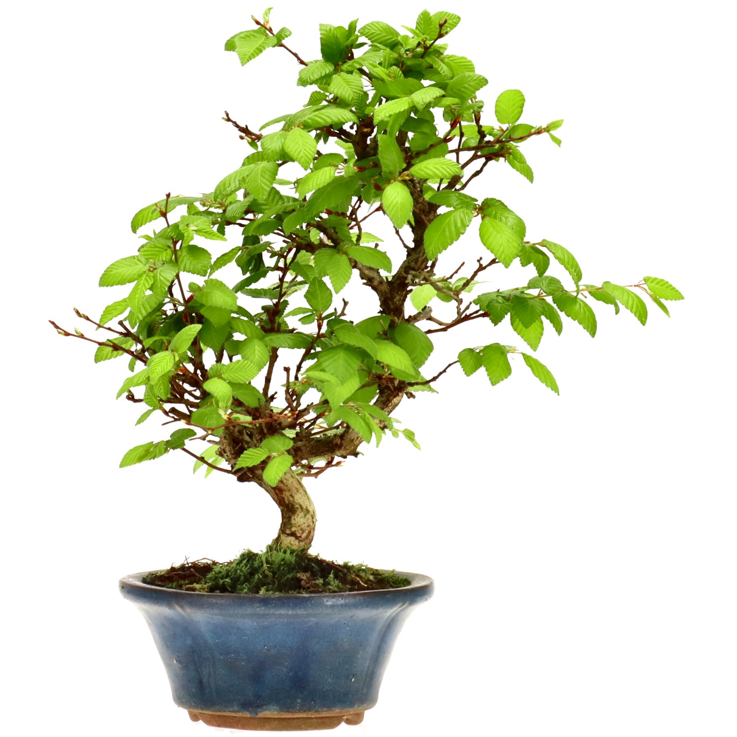 Charme du Japon, env. 12 ans (22 cm)