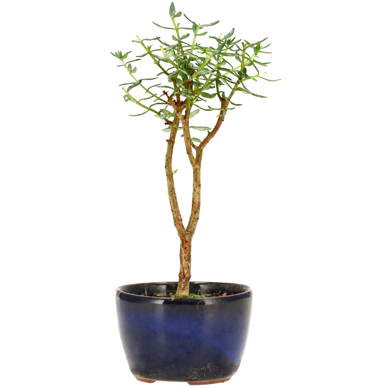 Albero di giada, ca. 2 anni (16 cm)