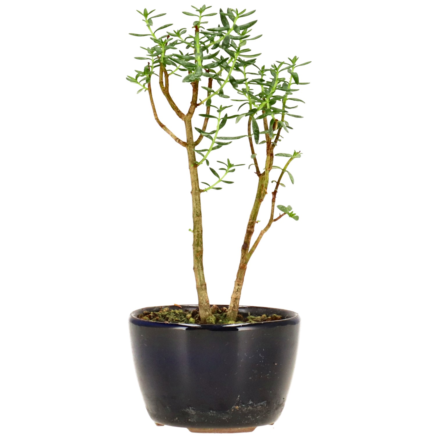 Albero di giada, ca. 2 anni (14 cm)