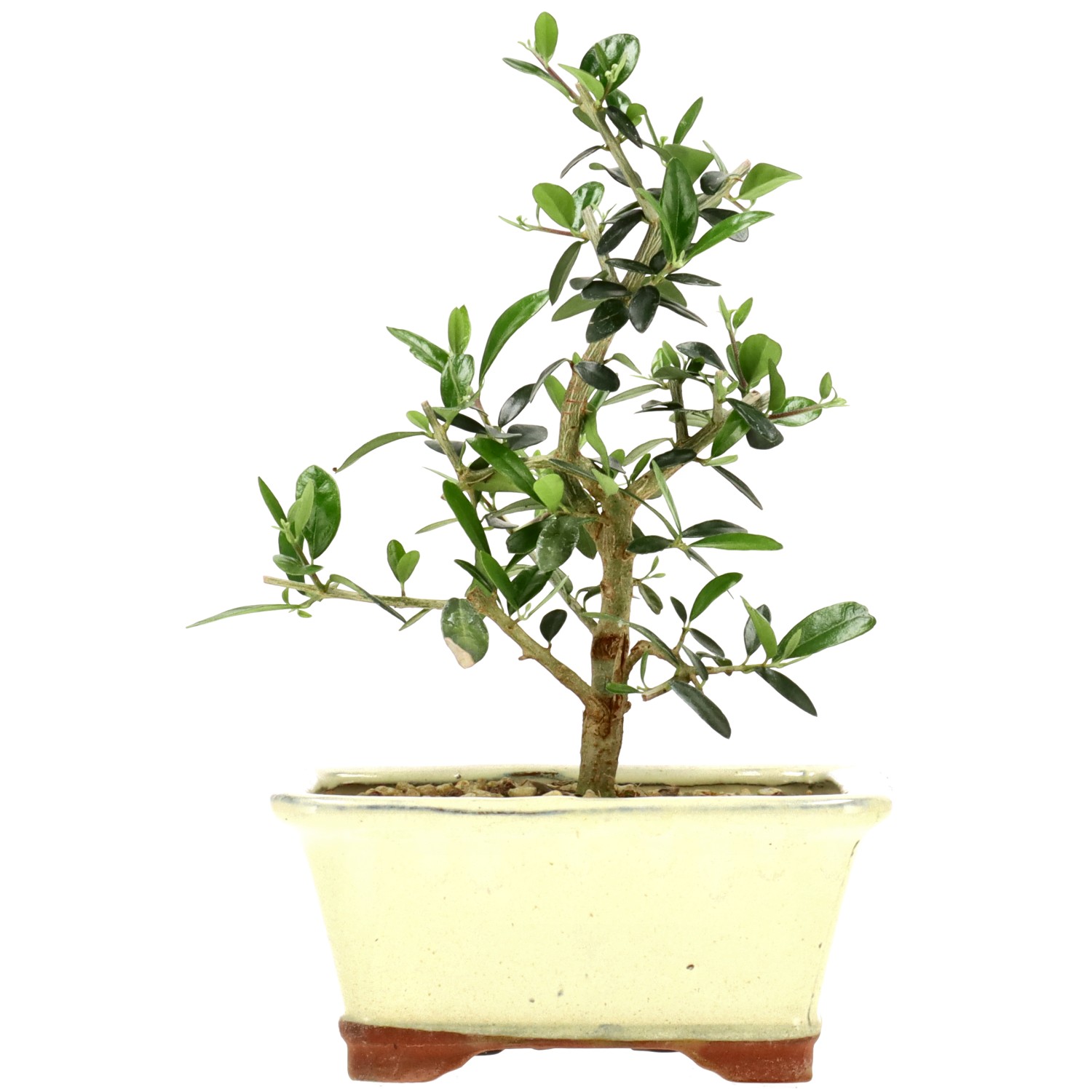 Wildolive, ca. 5 J. (19 cm)