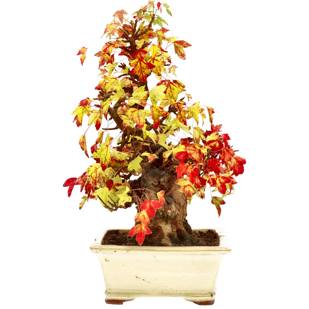 bonsai.fallbackImageTitle