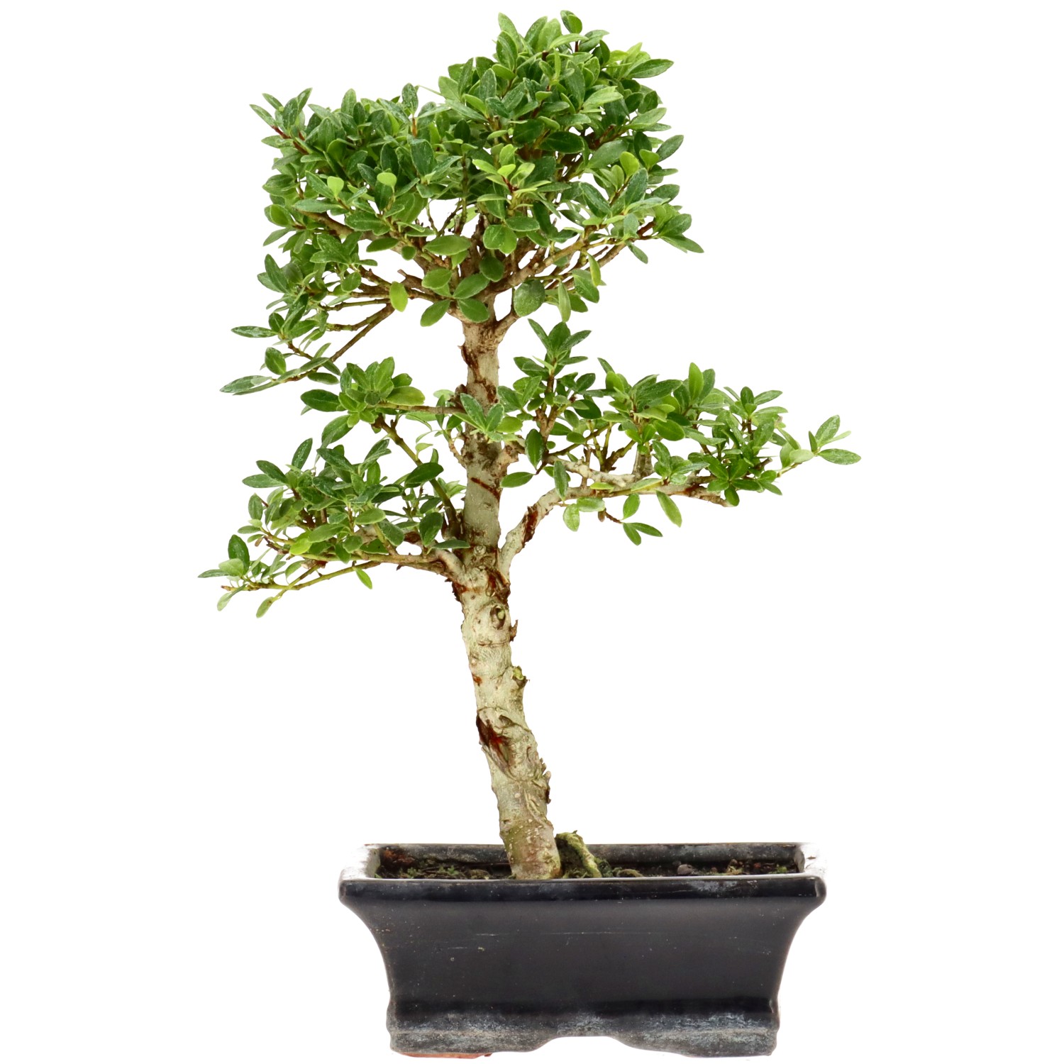 Jap. Stechpalme, ca. 7 J. (25 cm)