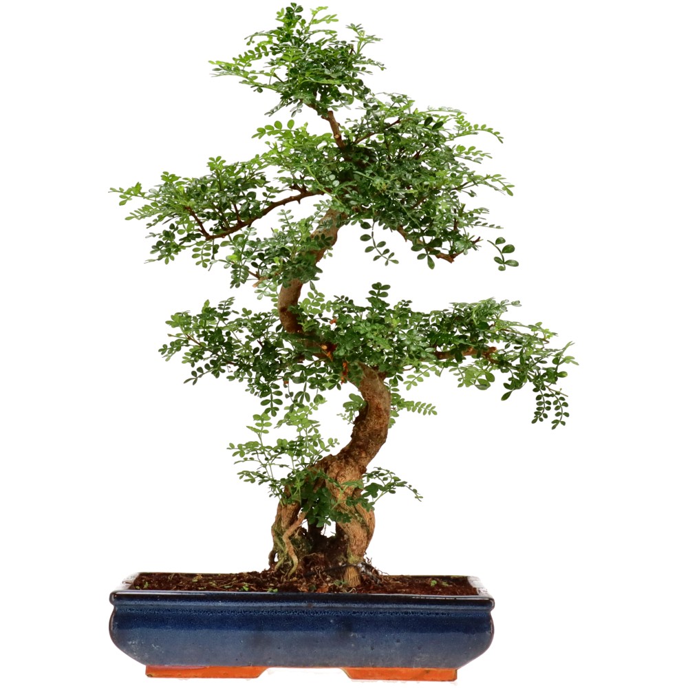 Pfefferbaum, ca. 20 J. (59 cm)
