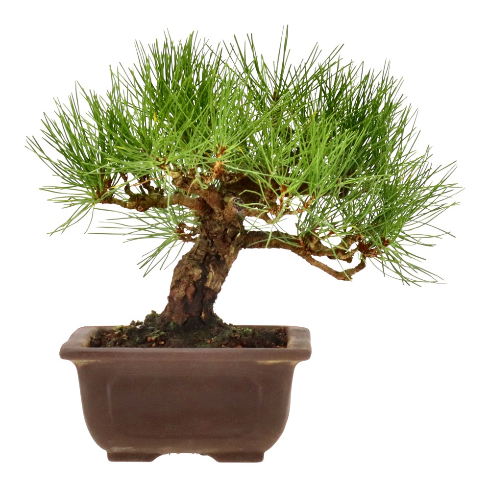 bonsai.fallbackImageTitle