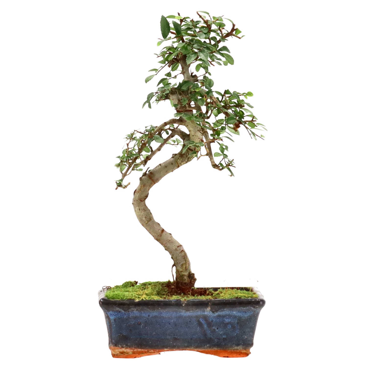 bonsai.fallbackImageTitle bonsai.fallbackImageTitle