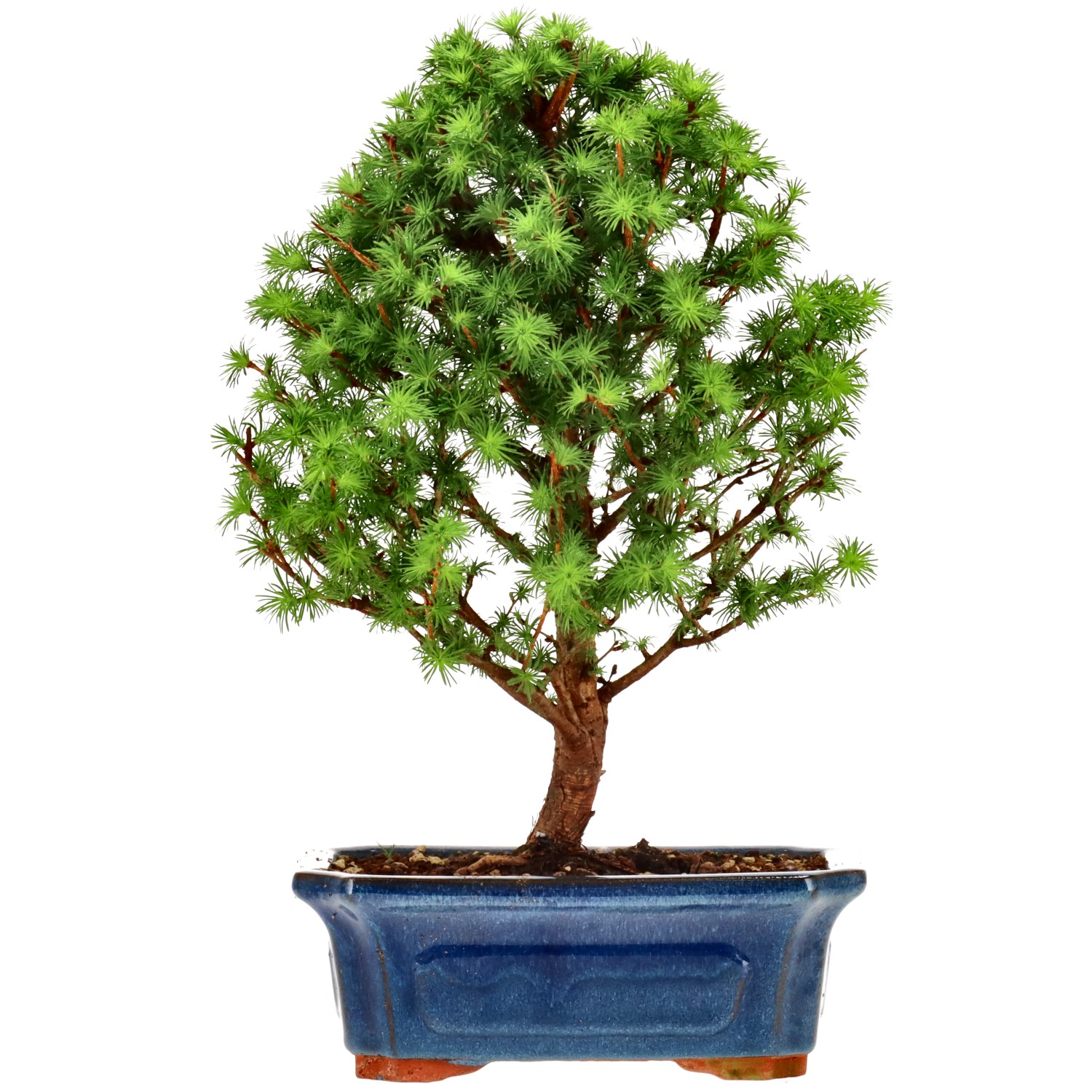 Jap. Lärche, ca. 10 J. (30 cm)