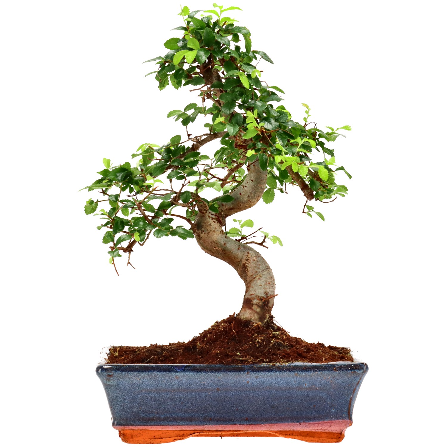 Chin. Ulme, ca. 12 J. (33 cm)