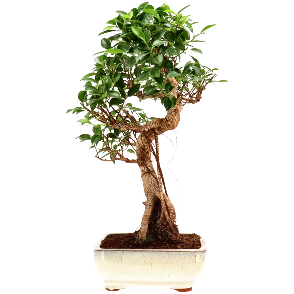 bonsai.fallbackImageTitle