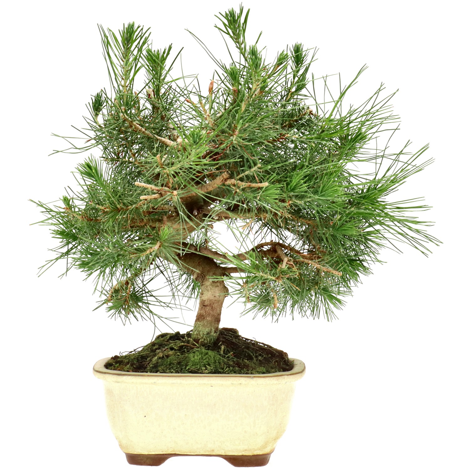 Aleppo-Kiefer, ca. 8 J. (25 cm)