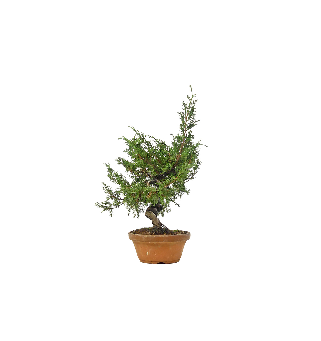 bonsai.fallbackImageTitle bonsai.fallbackImageTitle