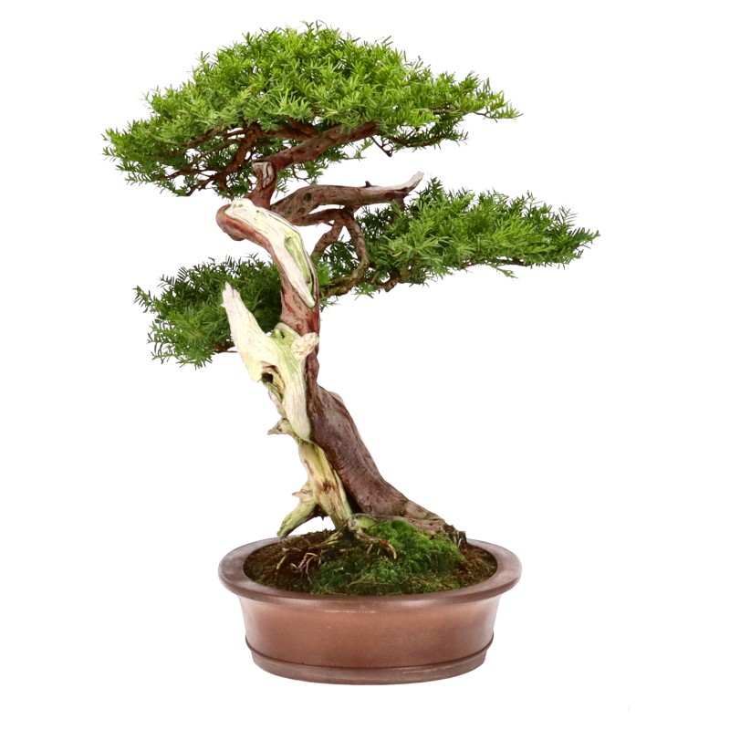 bonsai.fallbackImageTitle bonsai.fallbackImageTitle
