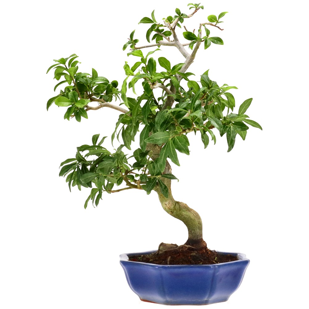 bonsai.fallbackImageTitle
