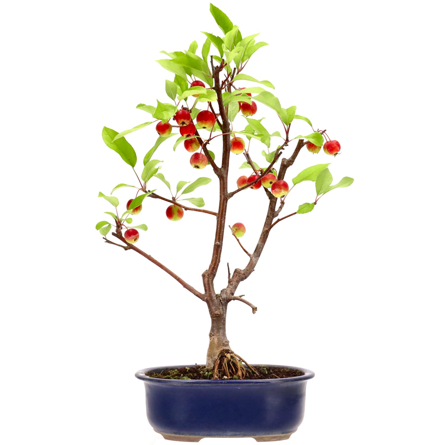 bonsai.fallbackImageTitle bonsai.fallbackImageTitle