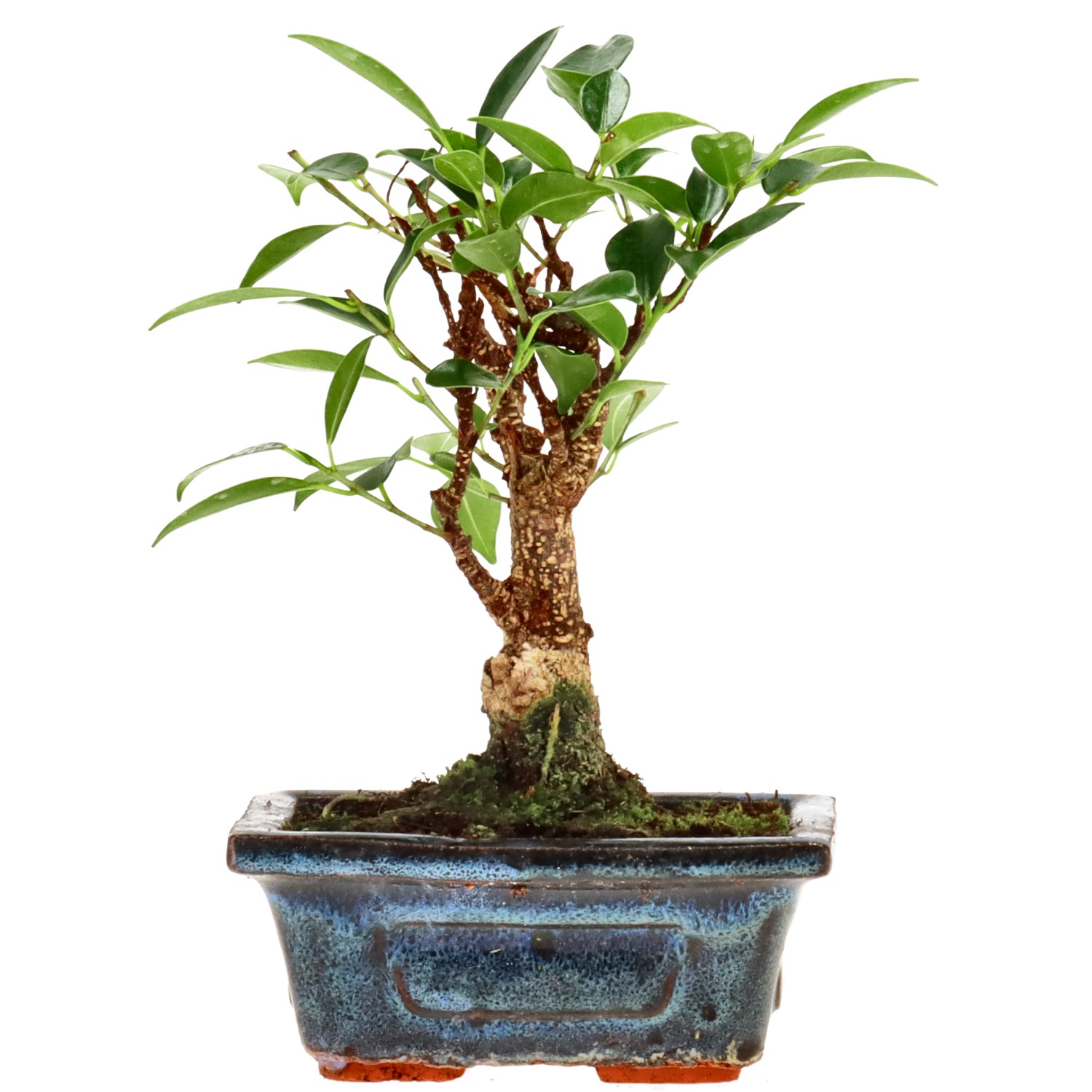 Ficus Retusa, aprox. 5 años (16 cm)