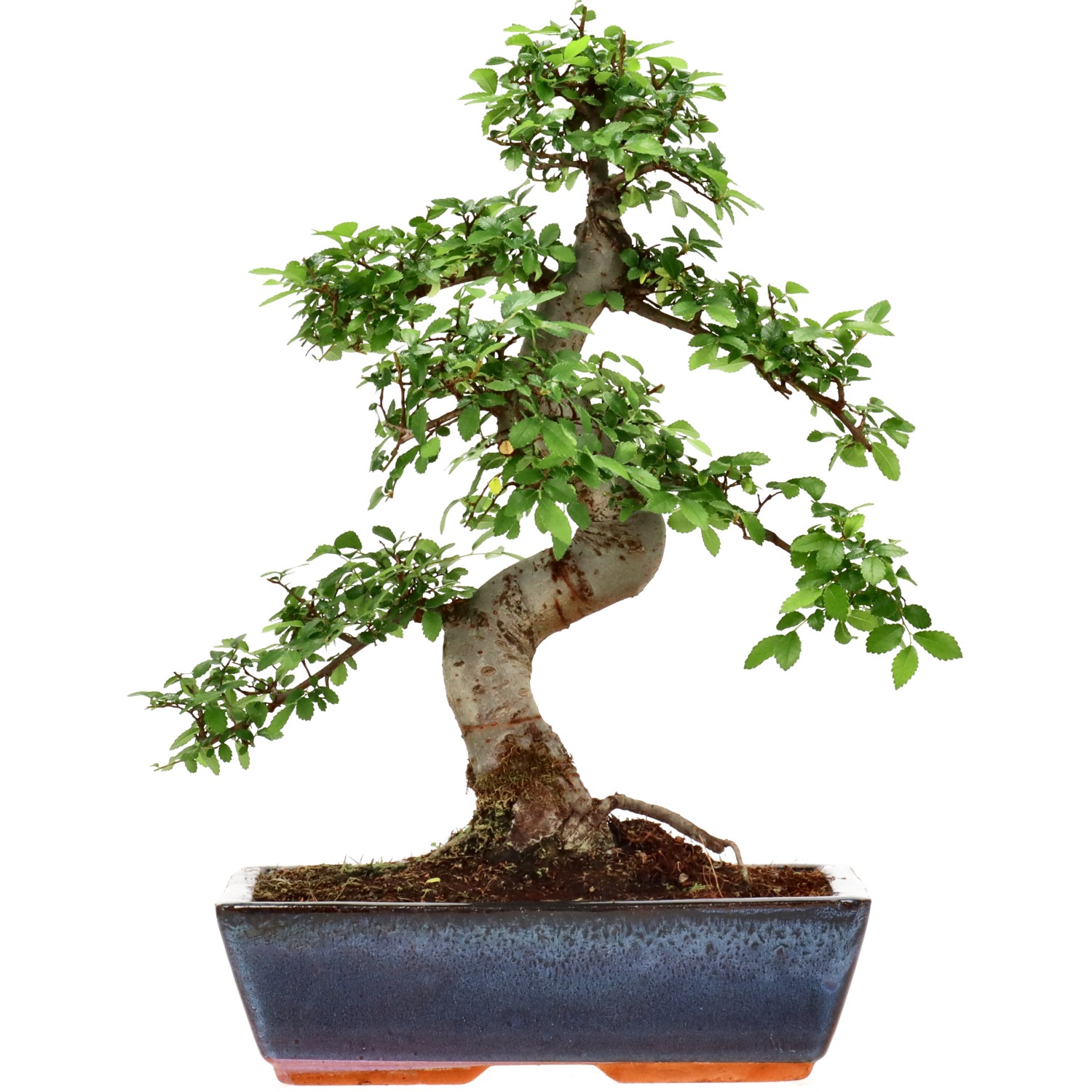 Orme de Chine, env. 14 ans (38 cm)