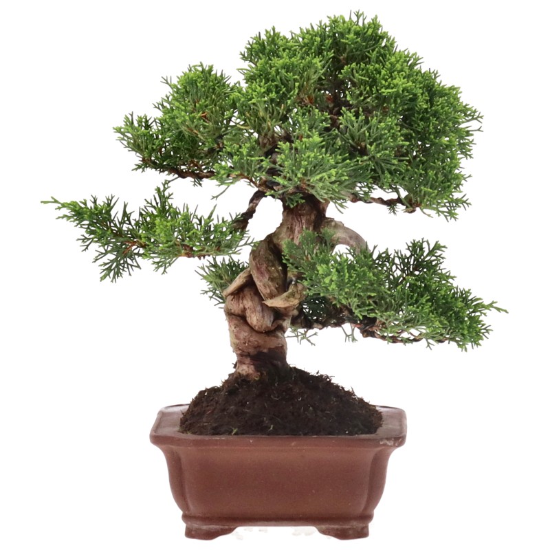 bonsai.fallbackImageTitle bonsai.fallbackImageTitle