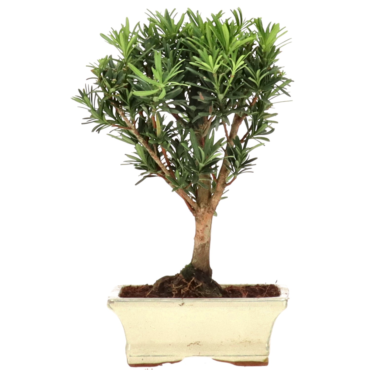 Pino cinese, ca. 7 anni (24 cm)