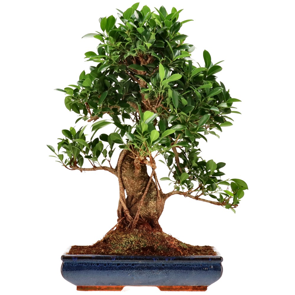 Indian Laurel, approx. 20 y. (59 cm)