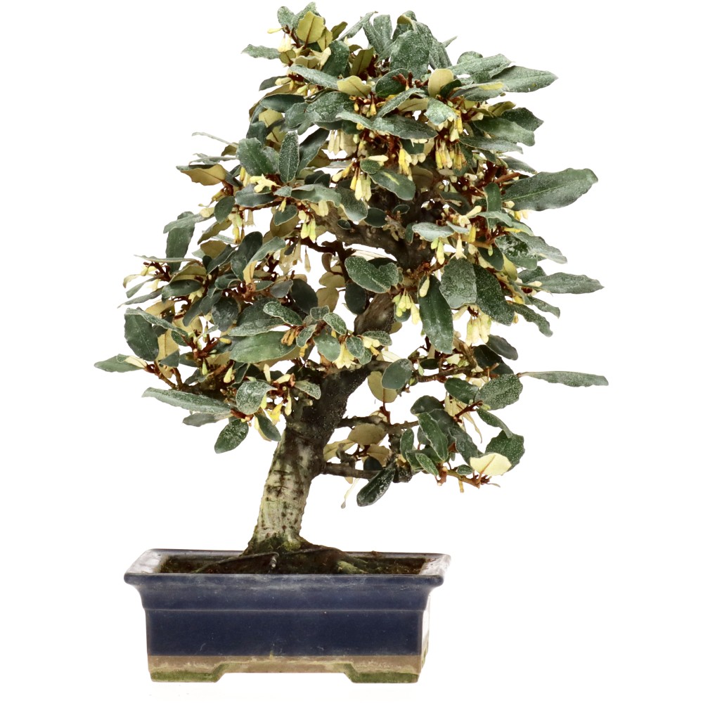 Russian Silverberry, approx. 18 y. (31 cm)
