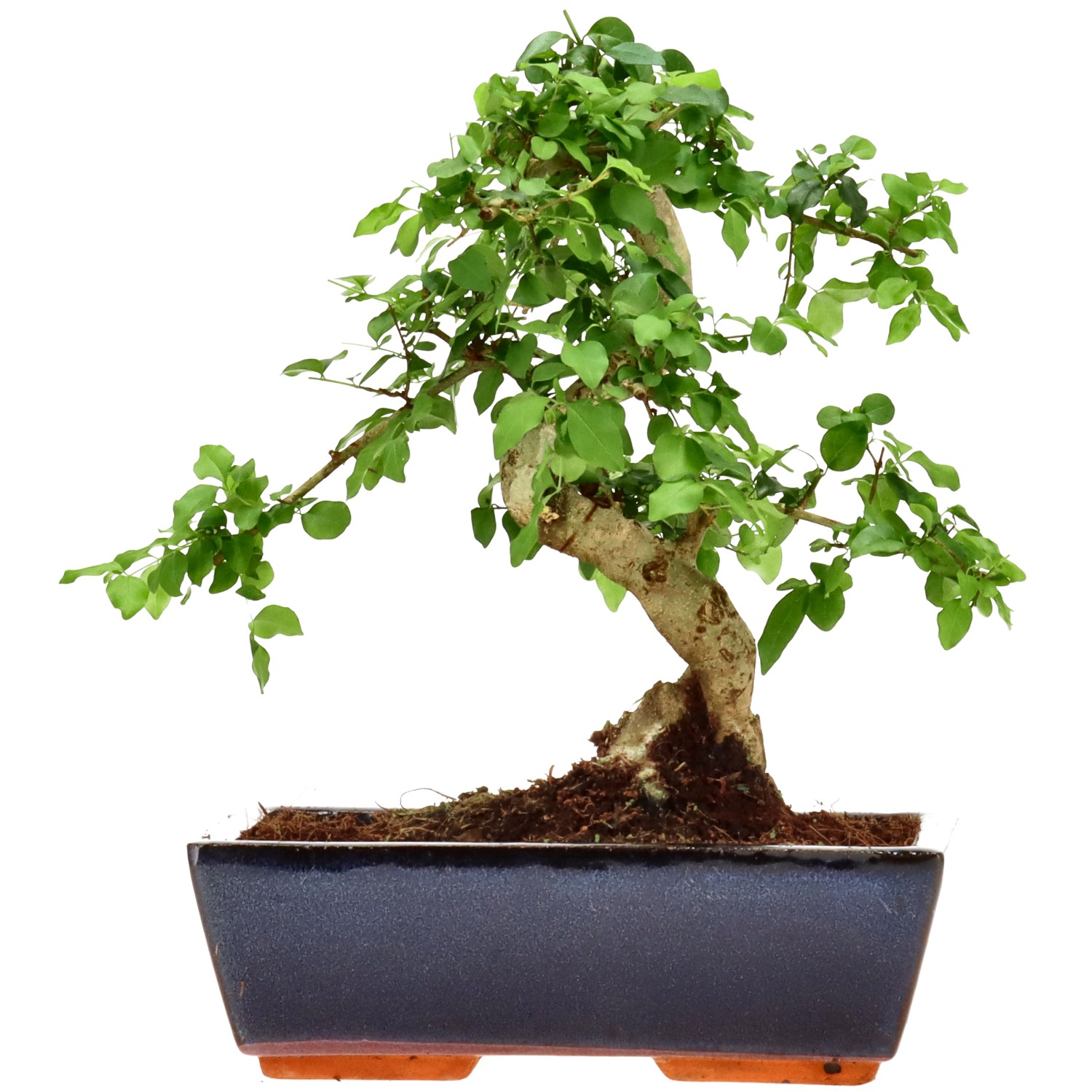 Ligustrum, ca. 12 j. (25 cm)