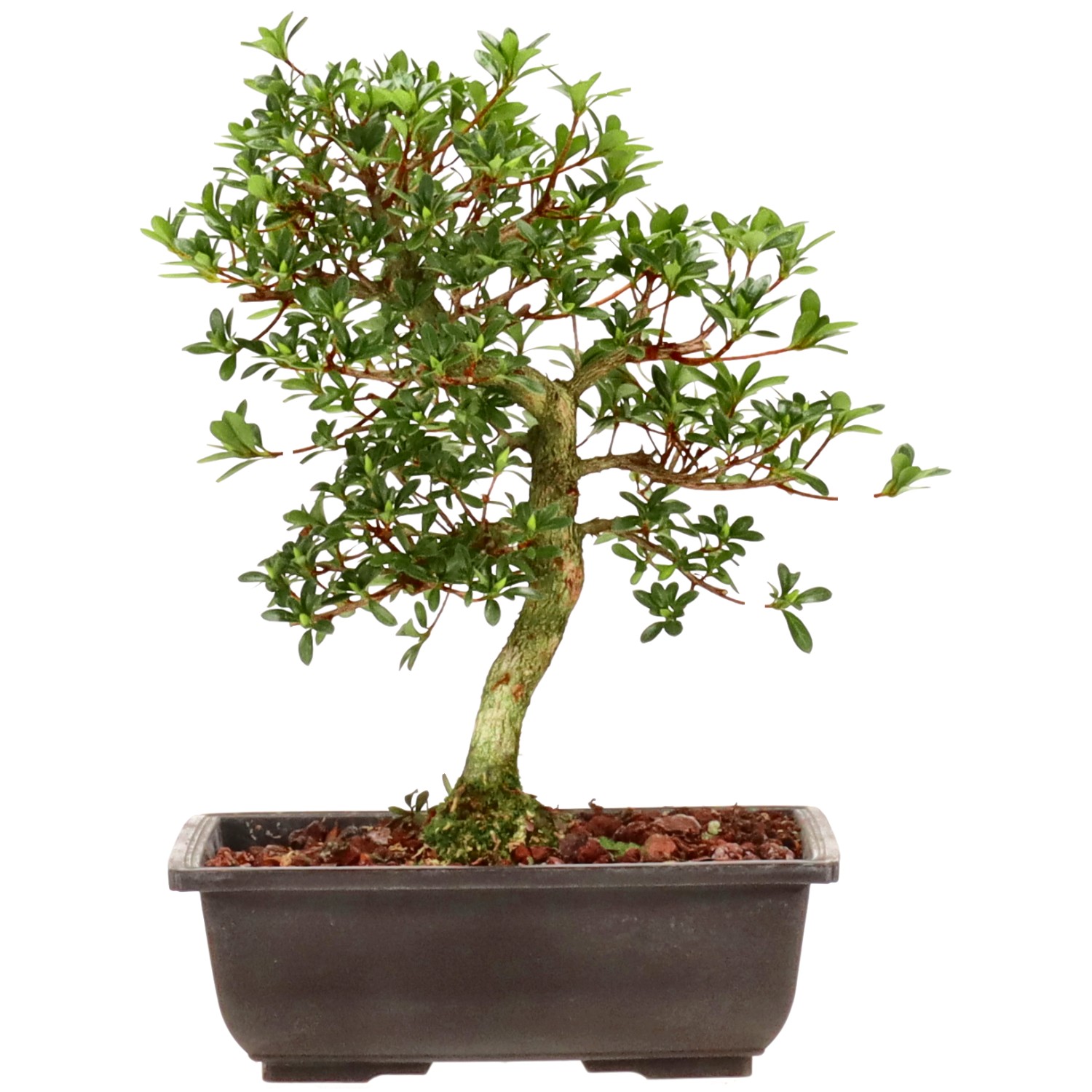 Azalea giapponese, ca. 12 anni (29 cm)