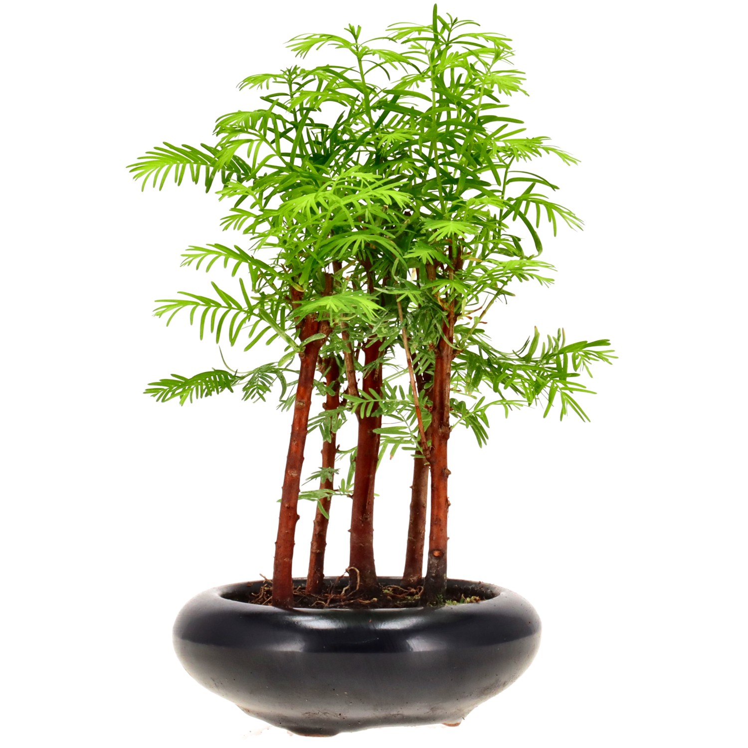 Metasequoia glyptostroboides, ca. 6 anni (22 cm)