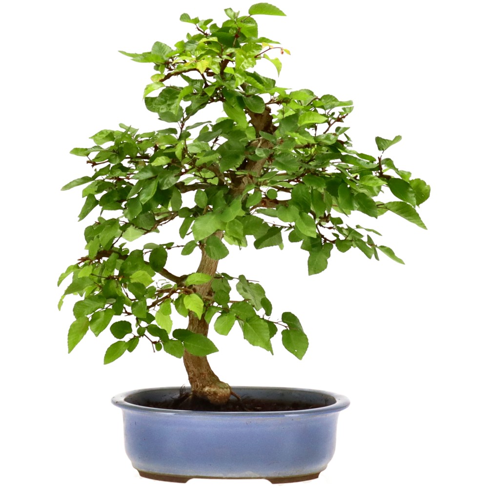 Korean Hornbeam, approx. 16 y. (44 cm)