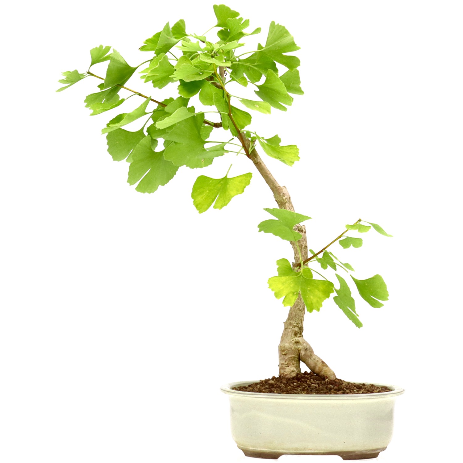 Ginkgo, ca. 12 J. (45 cm)
