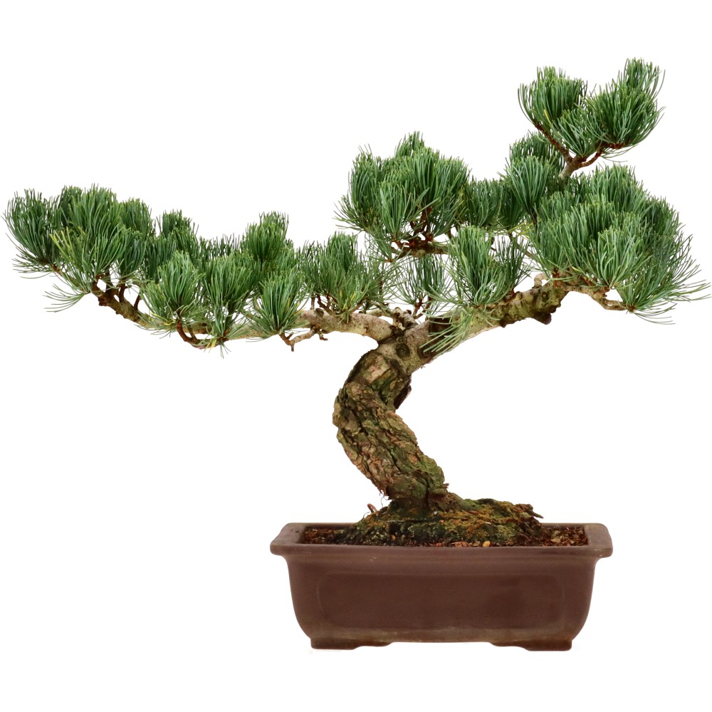 Japanese white pine, approx. 18 y. (36 cm)
