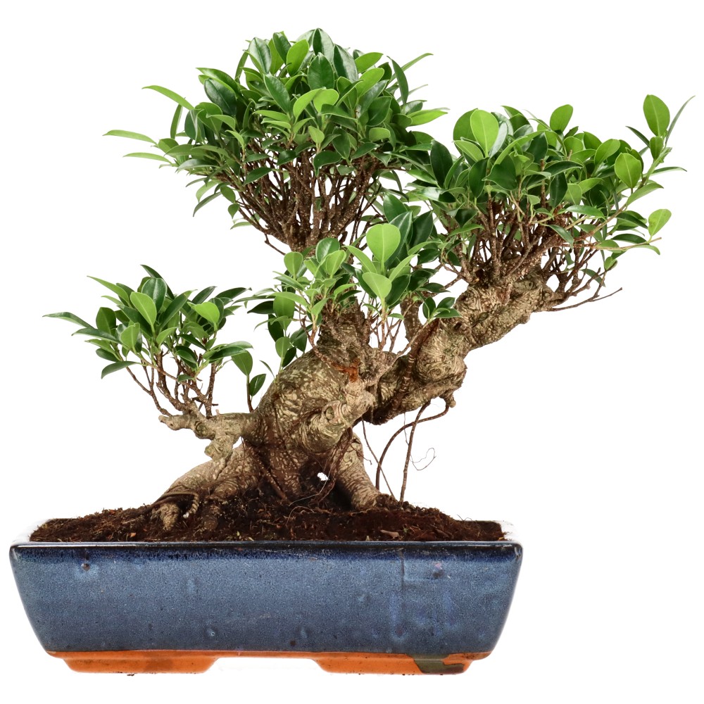 Ficus Retusa, aprox. 22 años (32 cm)