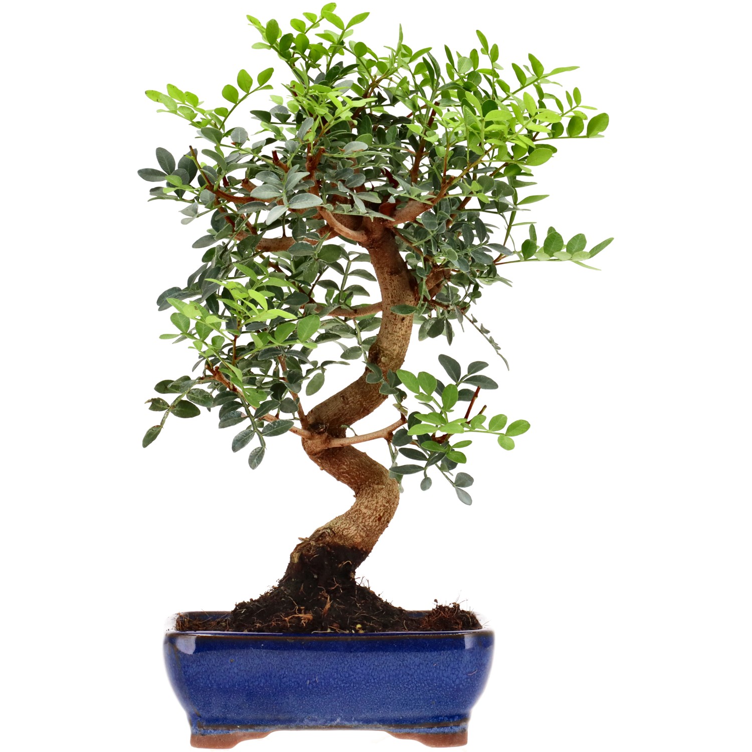 Pistacia vera, ca. 8 anni (28 cm)