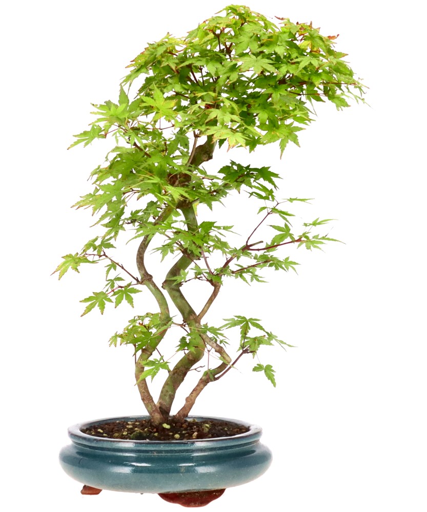 bonsai.fallbackImageTitle bonsai.fallbackImageTitle