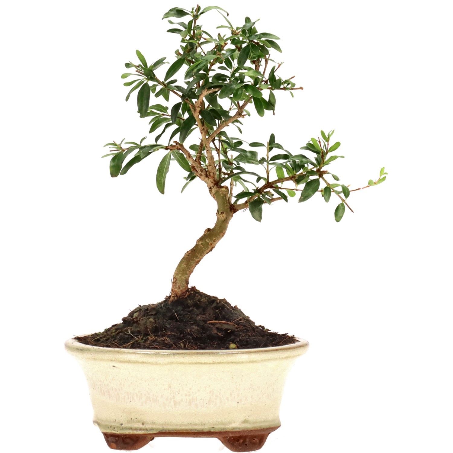 Grenadier commun, env. 7 ans (16 cm)
