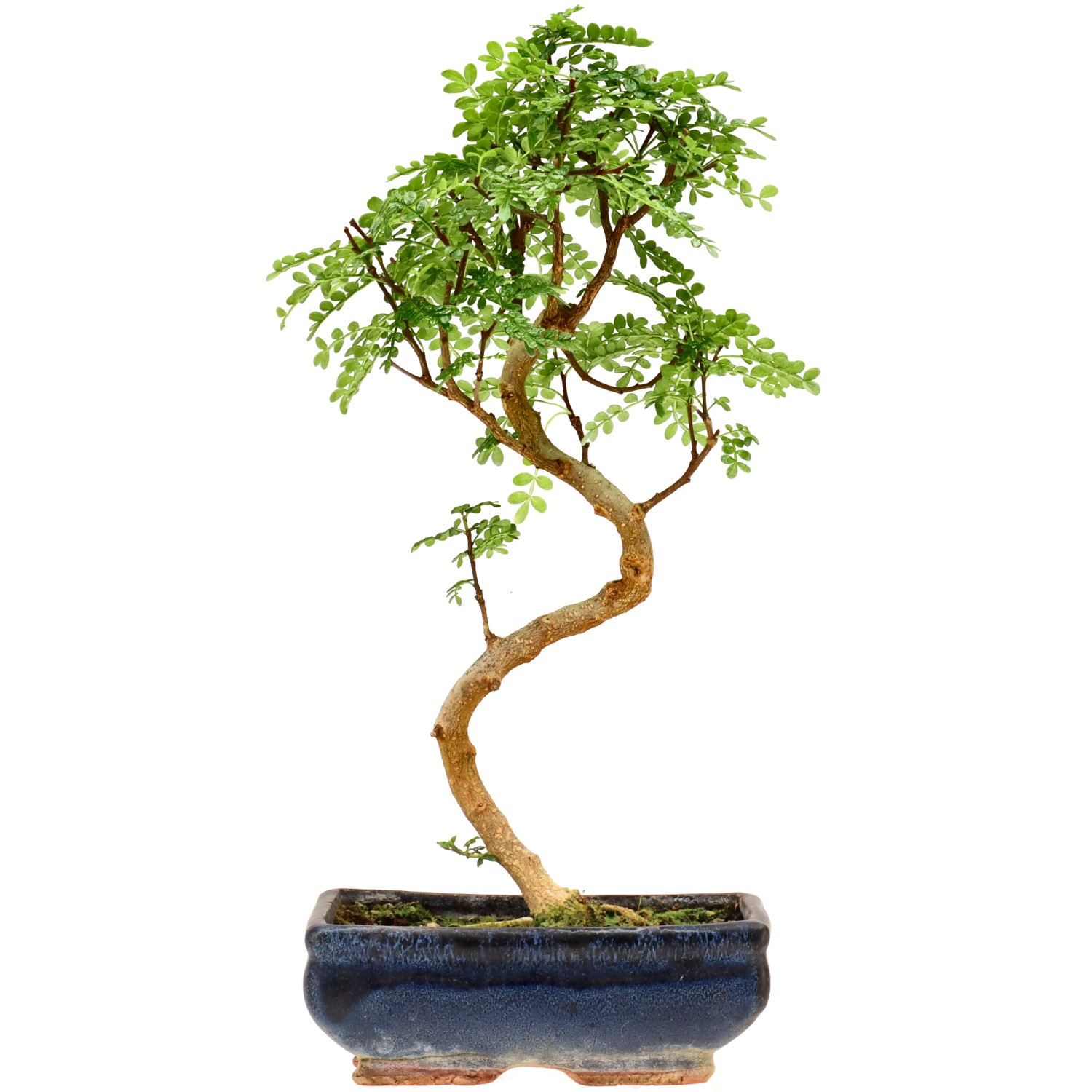 Pimienta de Sichuán, aprox. 9 años (34 cm)
